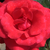 Rosso - Rose Ibridi di Tea - Corrida
